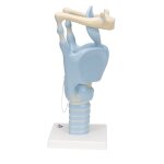 Larynx Model, Functional, 3x magnified - 3B Smart Anatomy