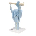 Larynx Model, Functional, 3x magnified - 3B Smart Anatomy