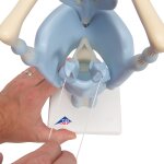 Larynx Model, Functional, 3x magnified - 3B Smart Anatomy