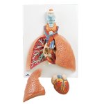 Lungen-Modell mit Kehlkopf, 5-tlg - 3B Smart Anatomy
