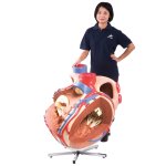 Heart Model, 8x magnified - 3B Smart Anatomy