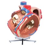 Herz-Modell, 8-fache Größe - 3B Smart Anatomy