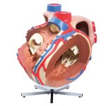 Heart Model, 8x magnified - 3B Smart Anatomy