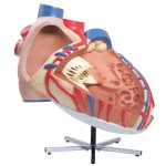 Herz-Modell, 8-fache Größe - 3B Smart Anatomy