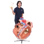 Heart Model, 8x magnified - 3B Smart Anatomy
