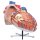 Herz-Modell, 8-fache Größe - 3B Smart Anatomy