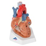 Heart Model, 7 part - 3B Smart Anatomy