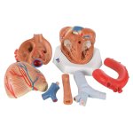 Herz-Modell, 7-tlg - 3B Smart Anatomy