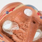 Herz-Modell, 7-tlg - 3B Smart Anatomy