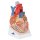 Herz-Modell, 7-tlg - 3B Smart Anatomy