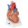 Herz-Modell, 7-tlg - 3B Smart Anatomy