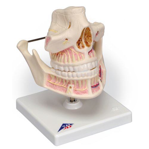 Adult Denture Model with Nerves and Roots - 3B Smart Anatomy