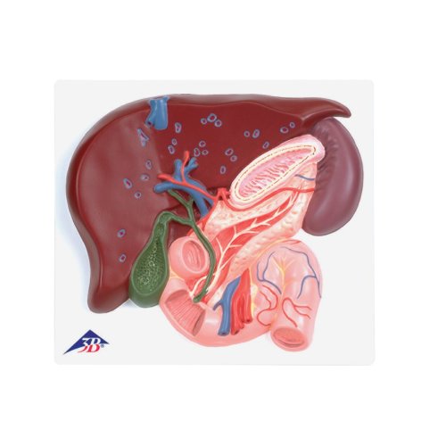 Liver Model with Gall Bladder, Pancreas & Duodenum - 3B Smart Anatomy