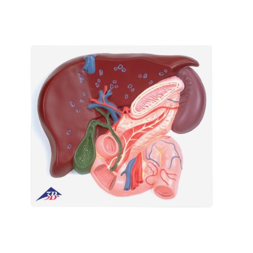 Leber-Modell mit Gallenblase, Bauchspeicheldrüse & Zwölffingerdarm - 3B Smart Anatomy
