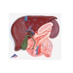 Liver Model with Gall Bladder, Pancreas &amp; Duodenum - 3B Smart Anatomy