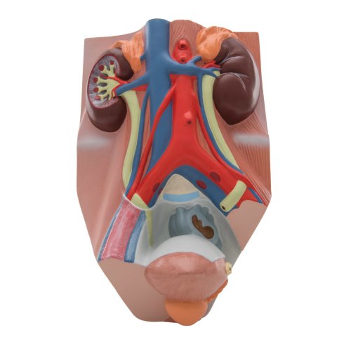 Harnapparat-Modell, männlich, 0,75-fache natürliche Größe - 3B Smart Anatomy