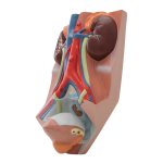 Harnapparat-Modell, männlich, 0,75-fache natürliche Größe - 3B Smart Anatomy