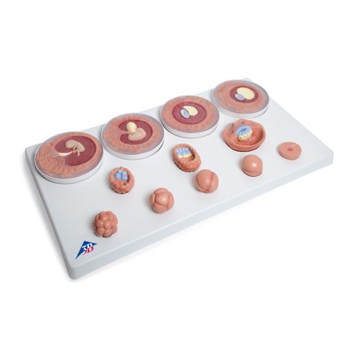 Embryonic Development Model in 12 Stages - 3B Smart Anatomy