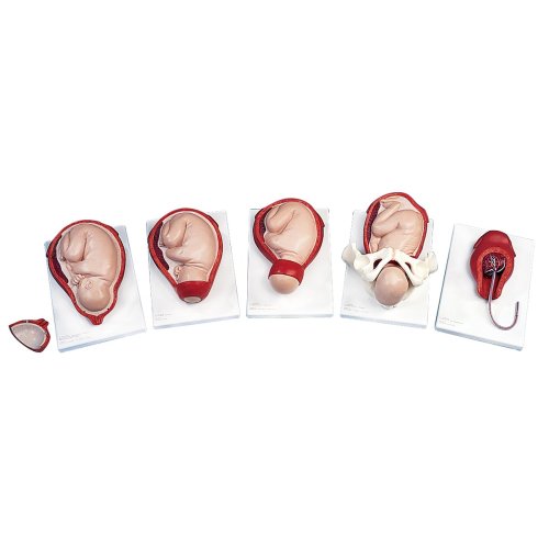 Birthing Process Model with 5 Stages - 3B Smart Anatomy