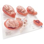 Geburtsstadien Modell - 3B Smart Anatomy