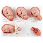 Labor Stages Model, Small - 3B Smart Anatomy