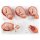 Geburtsstadien Modell - 3B Smart Anatomy