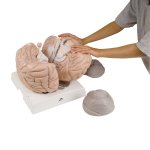Gehirn-Modell, 2,5-fache Gr&ouml;&szlig;e, 14-tlg - 3B Smart Anatomy