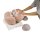 Brain Model, 2.5x magnified, 14 part - 3B Smart Anatomy