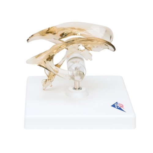 Gehirnventrikel-Modell - 3B Smart Anatomy