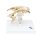 Gehirnventrikel-Modell - 3B Smart Anatomy