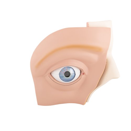 Augen-Modell, 5-fache Größe, 12-tlg - 3B Smart Anatomy