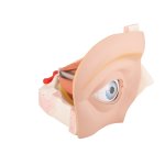 Augen-Modell, 5-fache Gr&ouml;&szlig;e, 12-tlg - 3B Smart Anatomy