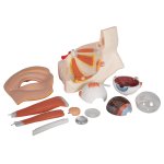 Eye Model, 5x magnified, 12 part - 3B Smart Anatomy