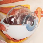 Eye Model, 5x magnified, 12 part - 3B Smart Anatomy