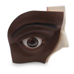 Eye Model, 5x magnified, 12 part - 3B Smart Anatomy