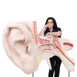 Ear Model, 15x magnified, 3 part - 3B Smart Anatomy