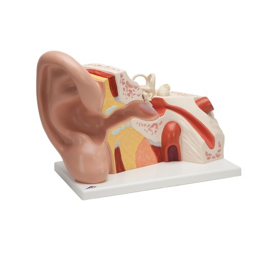 Menschliche Anatomie Ohr Modell Kinderspielzeug 6-fache Größe 