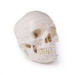 Skull Model for demonstration and advanced studies, 14-part