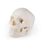 Skull Model for demonstration and advanced studies, 14-part