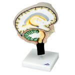 Gehirnschnitt-Modell