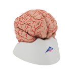 Gehirn-Modell mit Arterien, 9-tlg - 3B Smart Anatomy