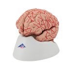 Gehirn-Modell mit Arterien, 9-tlg - 3B Smart Anatomy