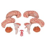Brain Model with Arteries, 9 part - 3B Smart Anatomy