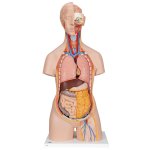 Torso-Modell, geschlechtslos mit ge&ouml;ffnetem R&uuml;cken, 18-tlg - 3B Smart Anatomy