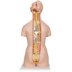 Torso Model, Unisex with Opened Neck and Back, 18 part - 3B Smart Anatomy