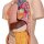 Torso Model, Unisex with Opened Neck and Back, 18 part - 3B Smart Anatomy