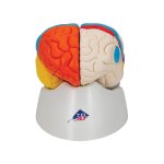 Neuro-Anatomical Brain Model, 8 part - 3B Smart Anatomy