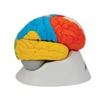 Gehirn-Modell funktional, 8-tlg - 3B Smart Anatomy