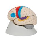 Neuro-Anatomical Brain Model, 8 part - 3B Smart Anatomy