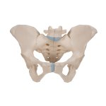 Pelvis Skeleton Model, Female, 3 part - 3B Smart Anatomy